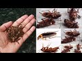 MAGIC CLOVE   || How To Kill Cockroach, Within 5 minutes || Home Remedy ||