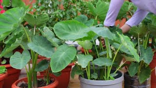 कर्कलो गाभाको तरकारी | Cooking Taro leaves in my Village Style | Traditional Cooking |