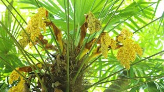 植木の里親【シュロ】のご紹介です。