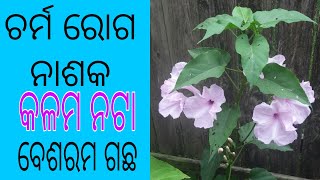 ଅମରୀ ଗଛର ଔଷଧୀୟ ଉପଯୋଗ। Ipomoea carnea plant benefits in odia , Ipomoea carnea uses,