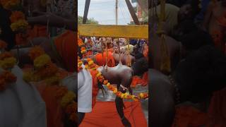 Tamilians Murugan Festival in Hindupur #viralvideo #trendingvideo #hindupursasi #muruganfestival