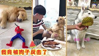 本来想逗狗子玩，结果被反击了！#搞笑 #萌宠#狗狗#dog