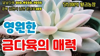 [완판]7월28일.수.달님이의 황금농장3탄. 올림픽은  금다육과 함께^~^