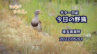 ギター日記　今日の野鳥　・　埼玉県某所　2022年5月1日