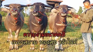 เปิดราคาควายงามสายพัฒนา  พันธุกรรมควายยักษ์+ควายงาม อนาคตควายยักษ์