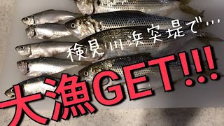 検見川浜突堤でのサビキ釣りで爆釣!!