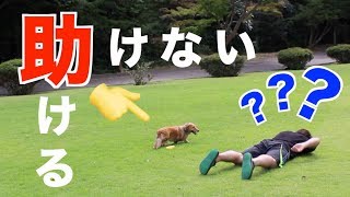 【検証】愛犬 助ける？助けない？