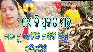 କି ପ୍ରକାର ମାଛ ନେଇ ଆସିଲେ //ମାଛ ଟି ଖାଇବା କୁ ଯେତିକି ମଜା କାଟିବାକୁ କଷ୍ଟ 🐟🐟🐟🐟🐟😱😱❤️