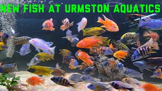 New fish have arrived at urmston aquatics!