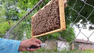 How to cut queen cells for splits and mating nucs.