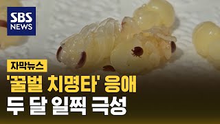 '꿀벌 치명타' 진드기 응애…두 달 일찍 극성 (자막뉴스) / SBS