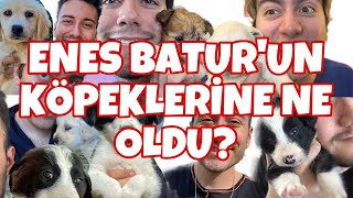 ENES BATUR'UN KÖPEKLERİNE NE OLDU ? (YENİ KÖPEĞİM)