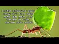 எறும்புகள் பற்றிய 25 தகவல்கள் 25 amazing facts about ants