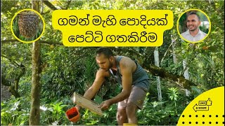 ආයෙමත් ඇවිදින් ( ගමන් මැහි පොදියක් පෙට්ටිගත කිරීම)