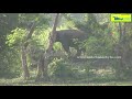 tusker when appear in front of police officer what is the recation