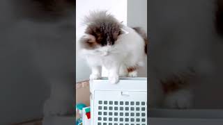 暑いのかな？空気清浄機の上で風にあたる猫　#shorts #cat #猫