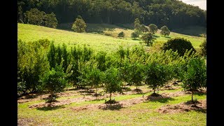 Fruit Salad Trees  - Our orchard walkthrough