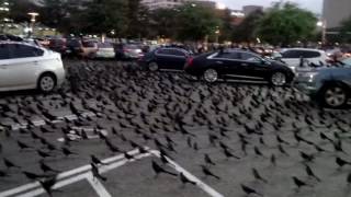 Great-Tailed Grackles in Houston