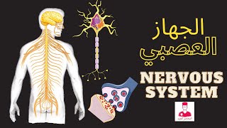 الجهاز العصبي || nervous system