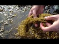 sargassum japanese seaweed