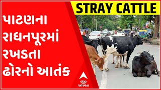 પાટણના રાધનપૂરમાં રખડતા ઢોરનો આતંક, આખલા ની અડફેટે આવતા 18 વર્ષીય યુવકનું મોત થયું, જુઓ સમગ્ર ઘટના