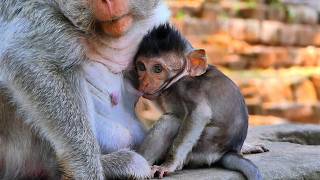The Best Summary monkeys! Little Sterling more fun time with friends, | AmberTroop