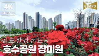 김포한강신도시 호수공원 장미원(4K 김포산책)