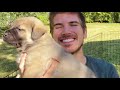 Naming My Rescue Puppies & Revealing Their Genders!