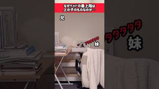 兄猫（白猫）に負けて飼い主の元へ走ってくる妹猫w　#shorts #cat #猫 #キジ白猫 #保護猫 #デブ猫 #白猫