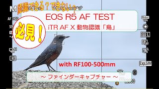 EOS R5 の 「鳥」認識ファインダーキャプチャ with RF100-500mm - 認識できる？できない？  -