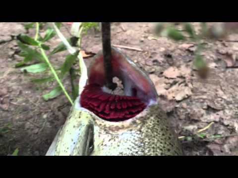 How to gill your fish How to gill your fish