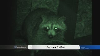 Raccoon Problem