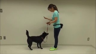 オスワリ・マッテの教え方 その２ 【犬のしつけ方＠横浜】 by遠藤エマ トレーナー