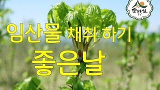 엄나무 음나무 개두릅 산나물 임산물 산림 임업 농업경영체 임업경영체 6차산업 귀농귀촌정보 경북농민사관학교 약초세상    산림일자리 약초재배  약용식물 산야초 귀산촌정보 임업직불금