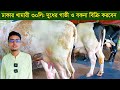 ঢাকার খামারী বিশেষ প্রয়োজনে ৩০লিটার দুধের গাভী ও বকনা বিক্রি করবেন dairy farm