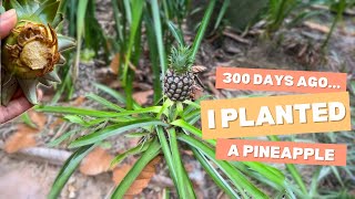 3 Years Ago, I Planted A Pineapple