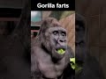 A Gorilla Farts