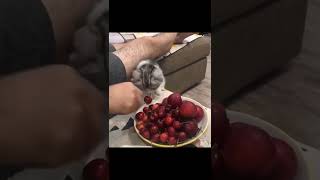 Funny Cat Reactions | #shorts | Amazing Pets