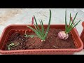 తులసి పుదీనా హైడ్రోపోనిక్‌ growing tulasi n pudina in hydroponic method repotting in soil part 2