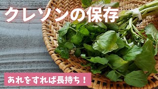 【クレソンの保存】あれをすればシャキシャキ感をキープ。生のまま冷凍もできます！