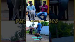 நாட்டு நாய்களை வைத்து  இப்படி ஒரு நட்பா | #kanni #chippiparai #nativebreed #shorts