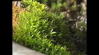 Autumn Moss Season 秋天青苔季 Moss Garden by Cherie Chi 2023年9月2日