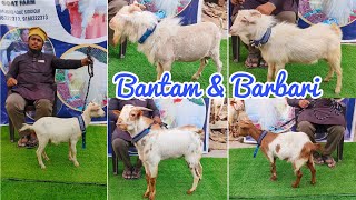 Quality Bantam and Barbare at MS goat farm Aurangabad Maharashtra