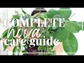 BEST Ways To Care For A HOYA | Hoya Care Guide | Wax Plant Care | Houseplant Tips & Tricks