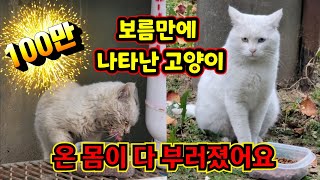 저는 이 고양이 영상을 본뒤 구조를 안할수가 없었습니다