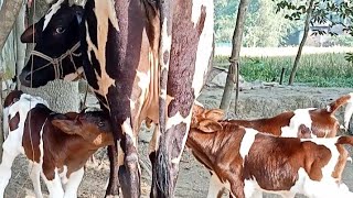 cow unloading, cow videos, cow video, big cow, goru hamba cow, Ep - 79