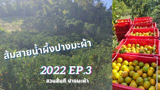 สวนส้มสายน้ำผึ้ง กิ่งพันธุ์ส้มสายน้ำผึ้ง | สวนส้มกี 2022 EP.3