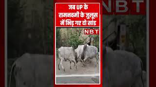 Jalaun News: जब UP के रामनवमी के जुलूस में भिड़ गए दो सांड | Shorts