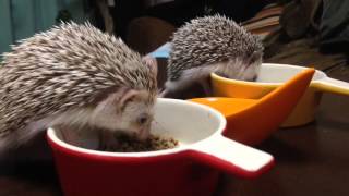 【ご飯の時間だょ〜‼︎】ハリネズミ ハーリー\u0026ミルキー、ご飯の時間の巻♪my pet Hedgehog\