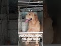 Demonstrasi anjing pengesan semasa pelancaran minggu anti dadah SMKBE.